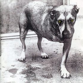 Alice In Chains – Alice In Chains (1995)