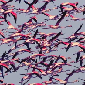 Deftones – Gore (2016)